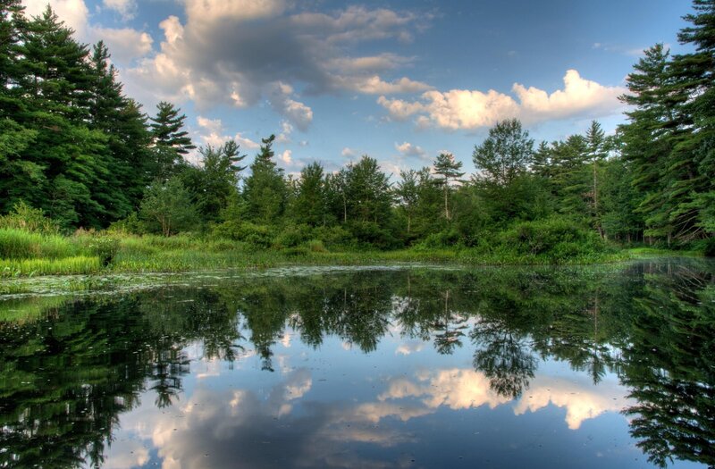 Forest pond with sky reflection