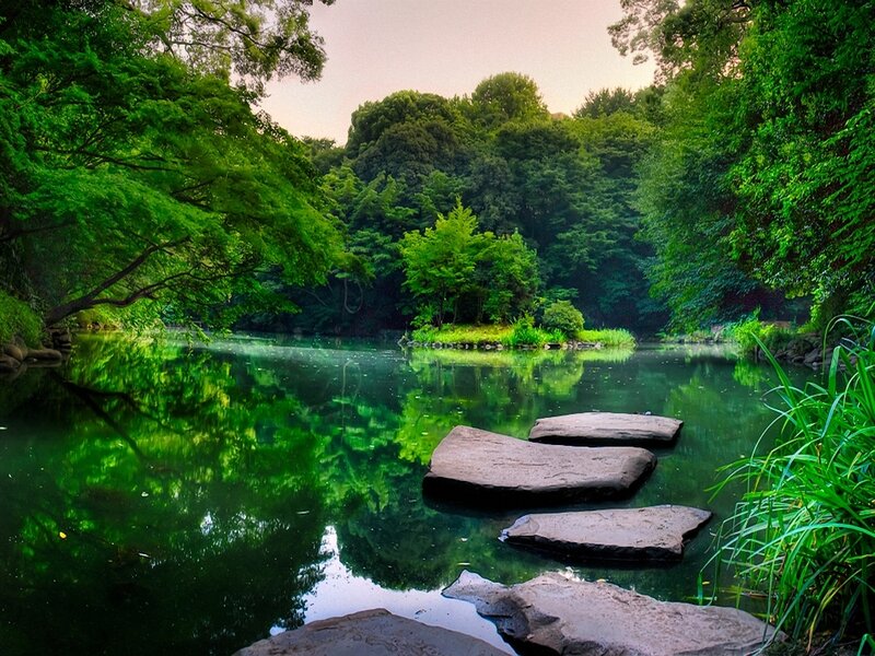 Forest pond with stepping stones
