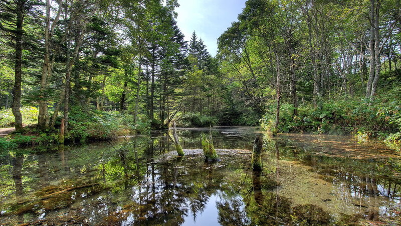 Forest Pond with Stumps