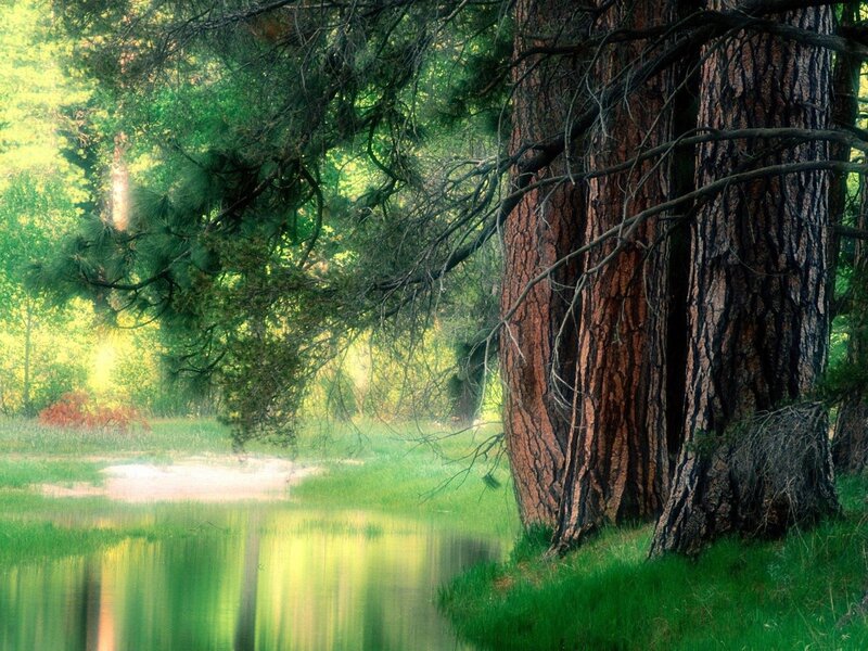 Forest pond with tall trees