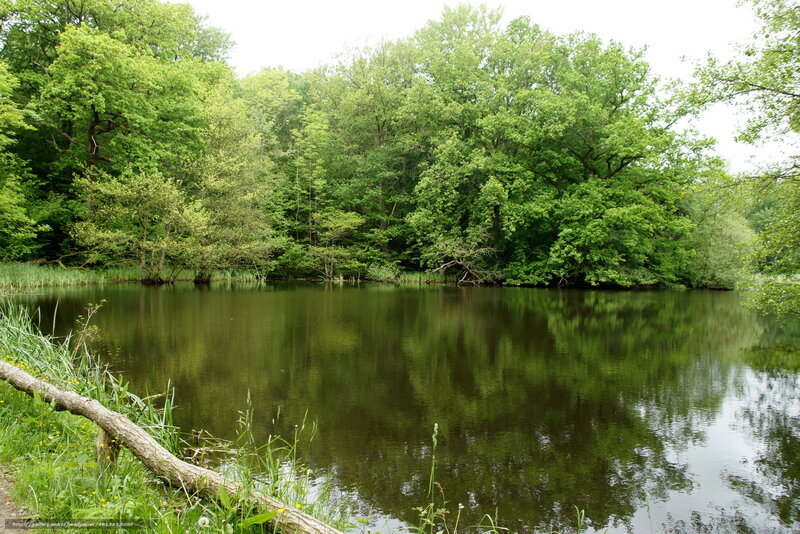Forest pond with tree reflection