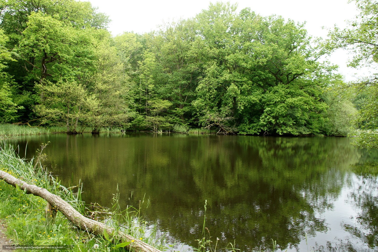 Forest pond with tree reflection