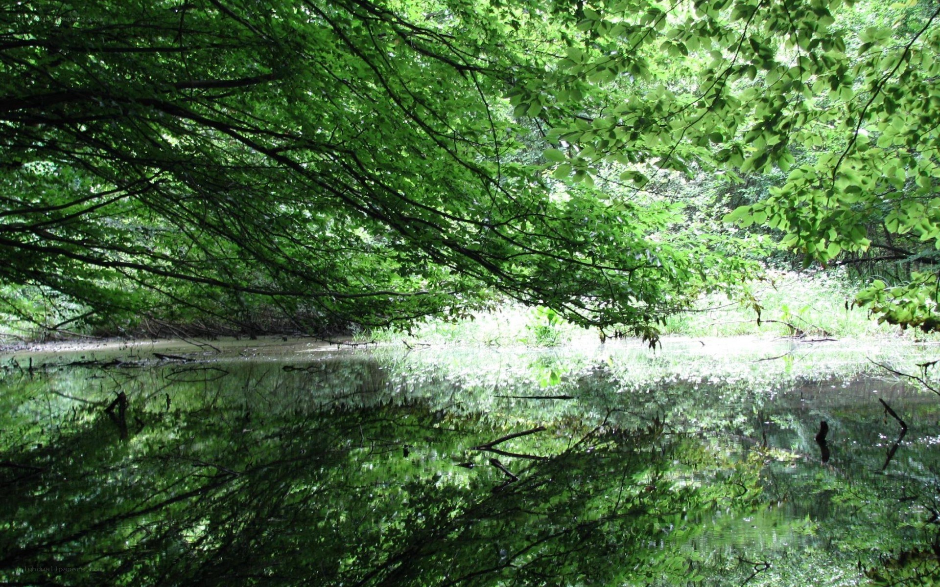 Forest pond with tree reflections