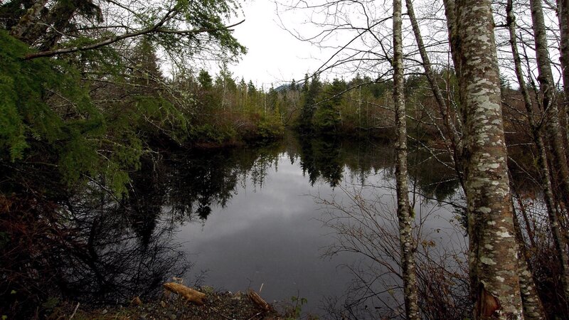 Forest pond with tree reflections