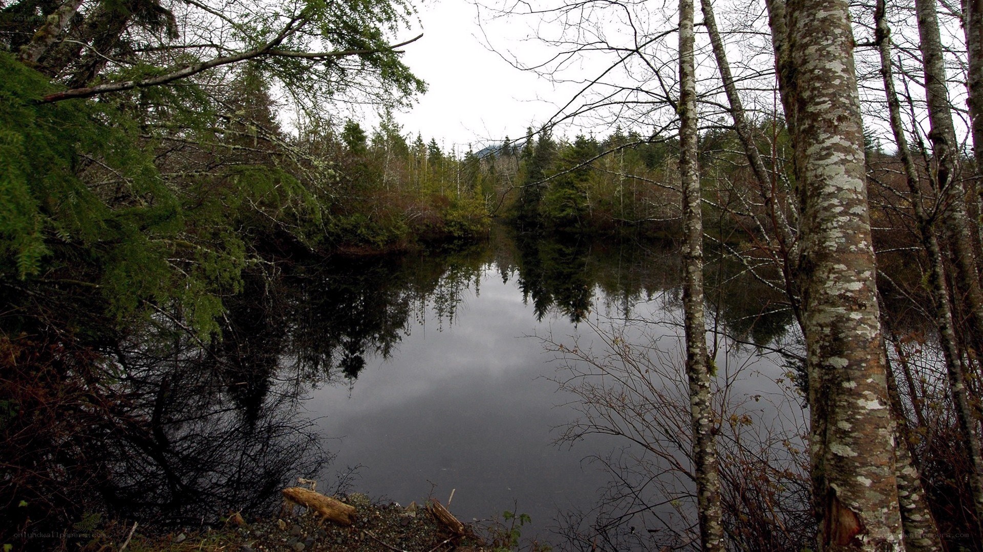 Forest pond with tree reflections