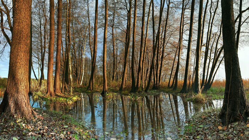 Forest pond with tree reflections
