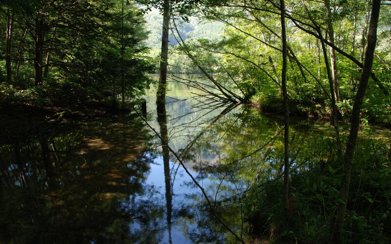 Forest pond with tree reflections