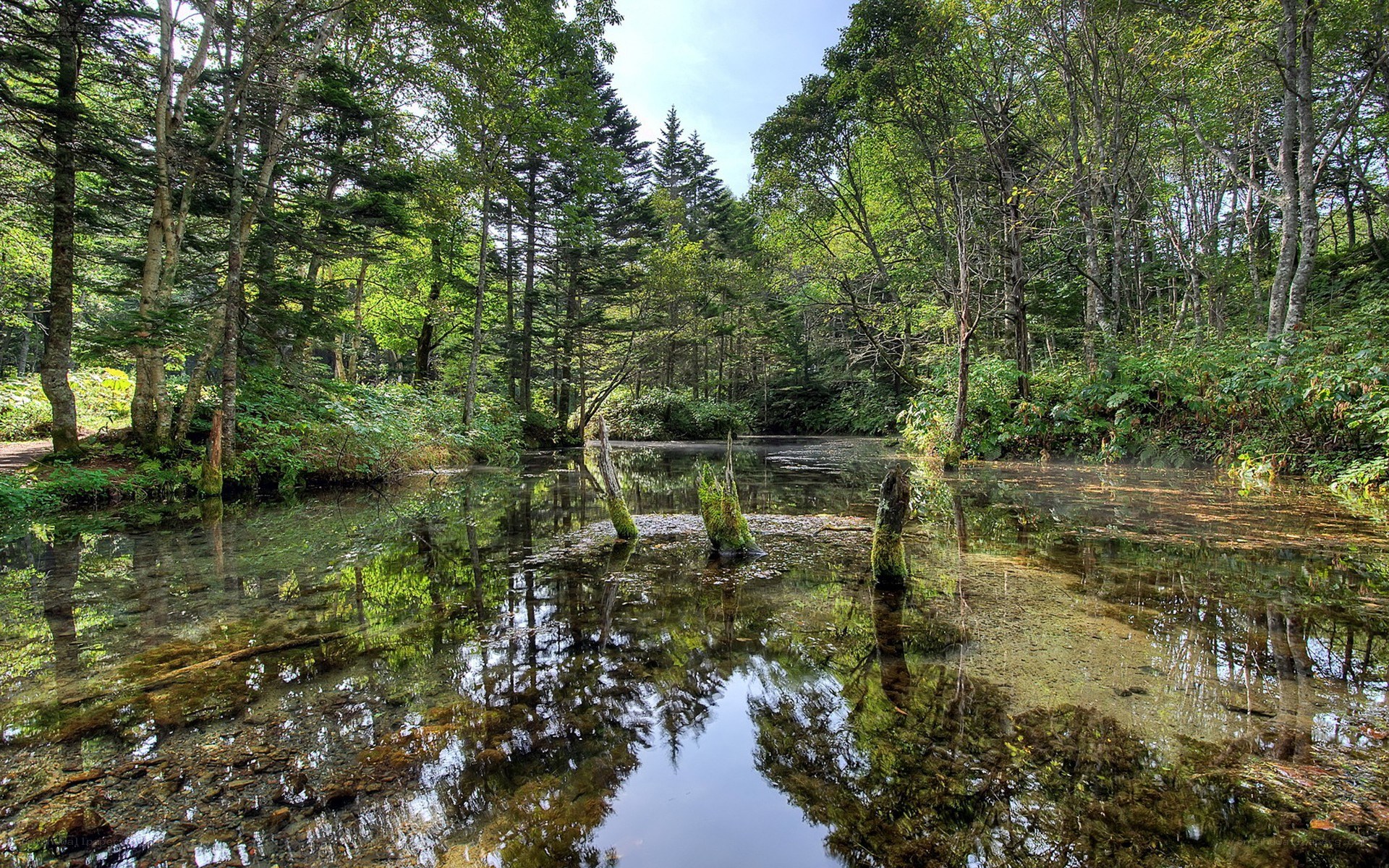 Forest pond with tree reflections