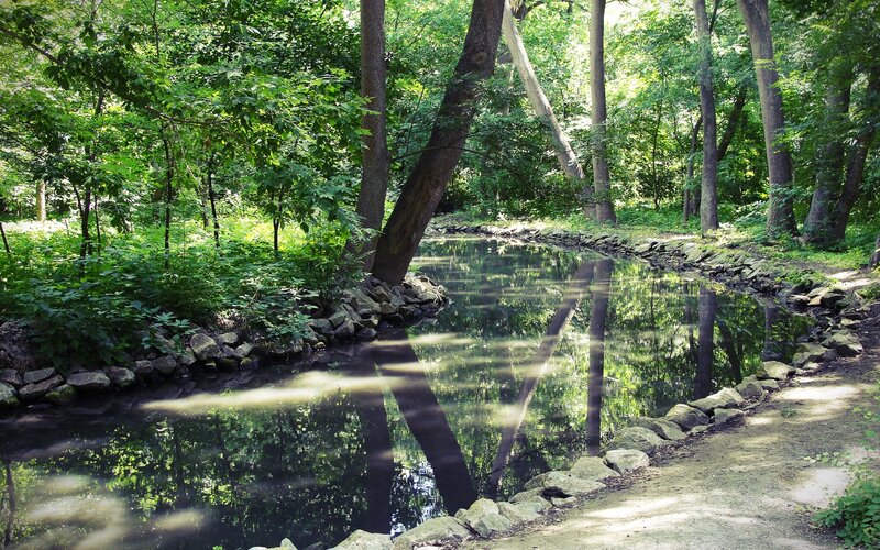 Forest pond with tree reflections