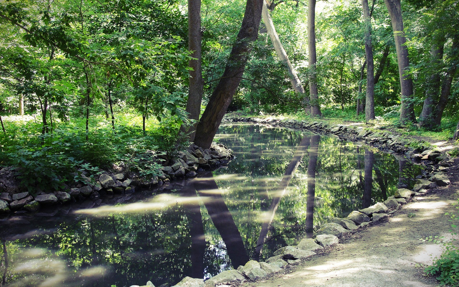 Forest pond with tree reflections
