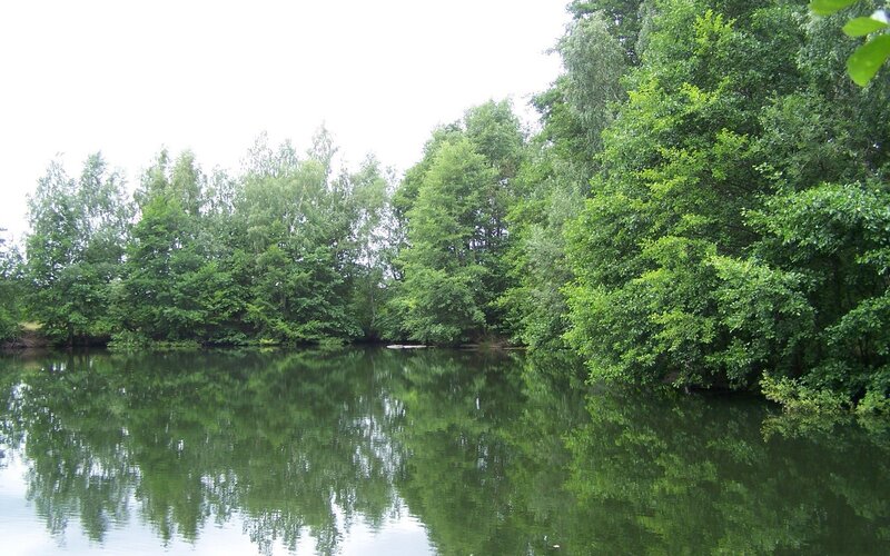 Forest pond with tree reflections