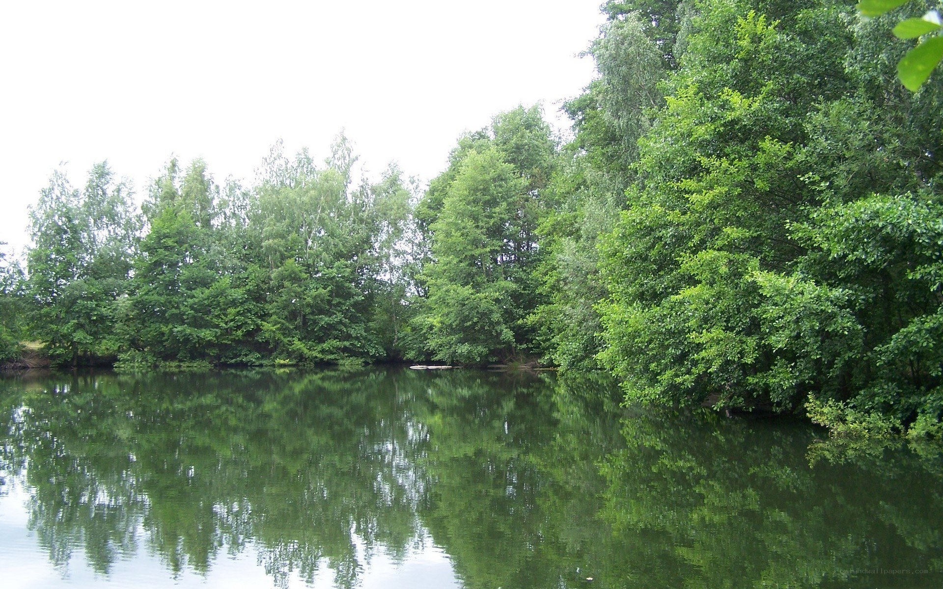 Forest pond with tree reflections
