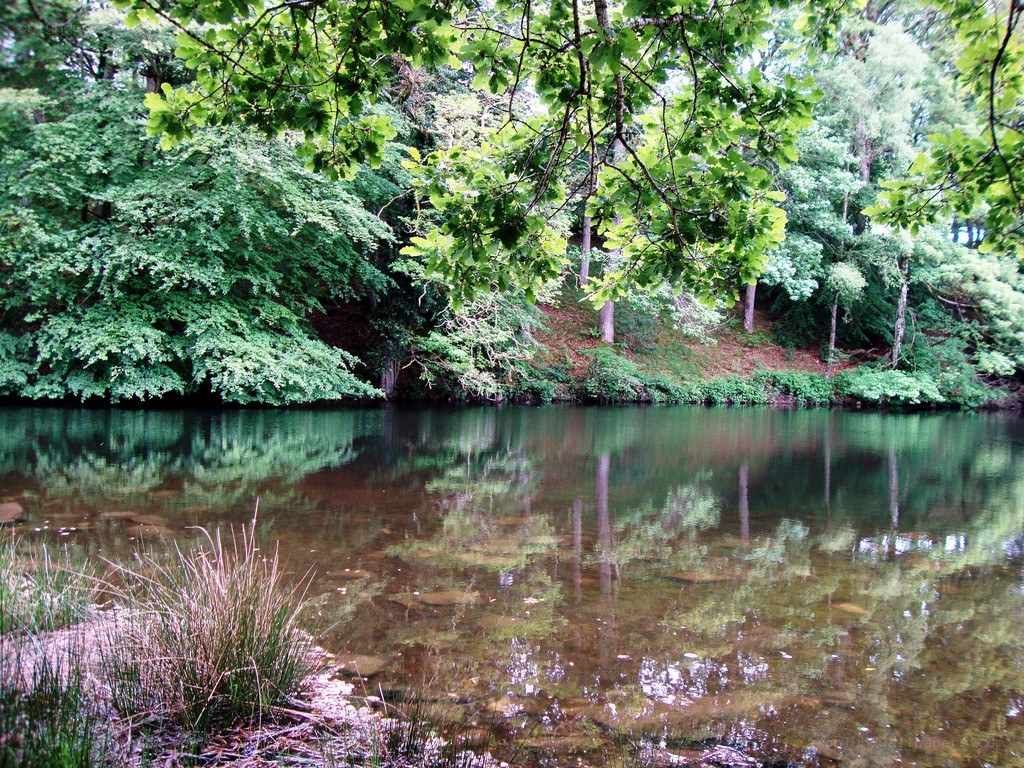Forest pond with tree reflections