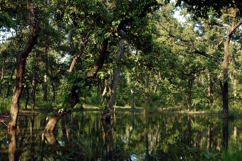 Forest pond with tree reflections