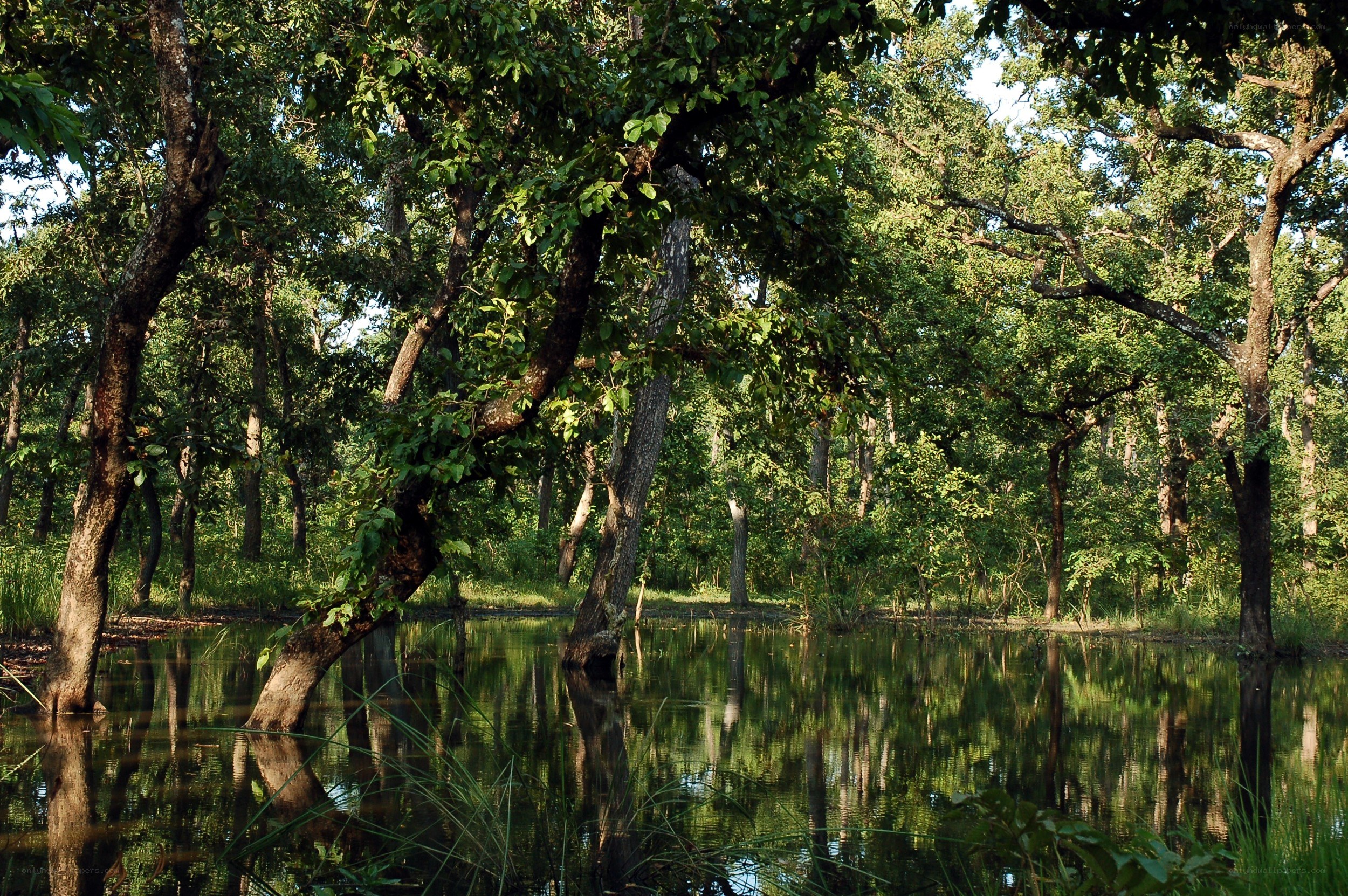 Forest pond with tree reflections