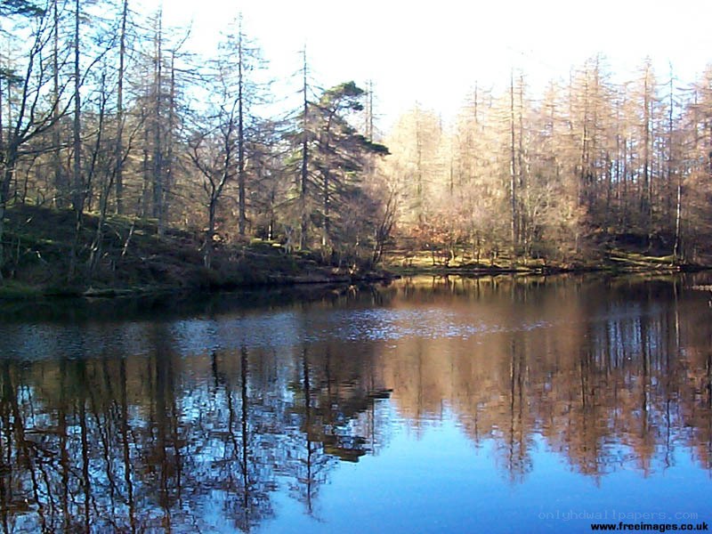 Forest pond with tree reflections