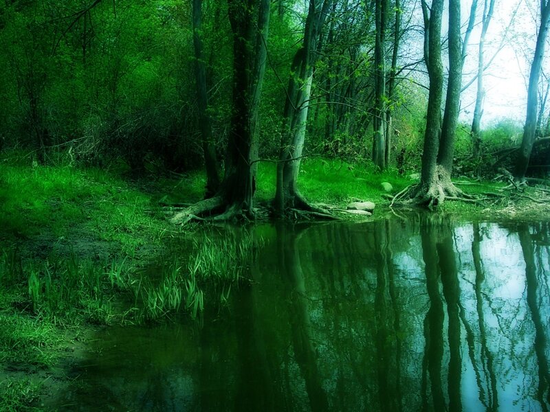 Forest pond with tree reflections