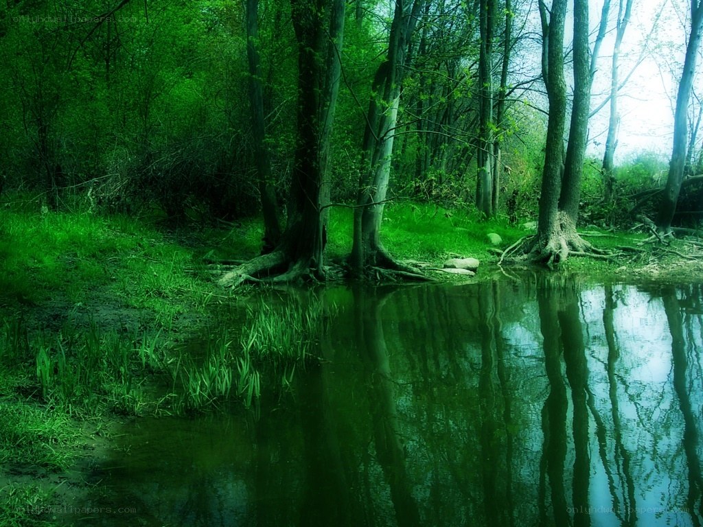 Forest pond with tree reflections