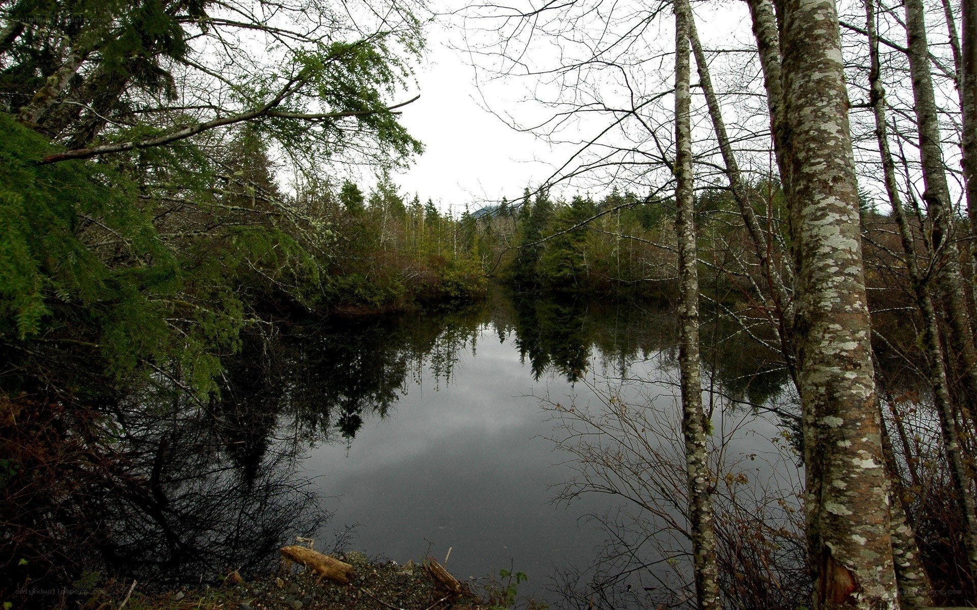 Forest pond with tree reflections