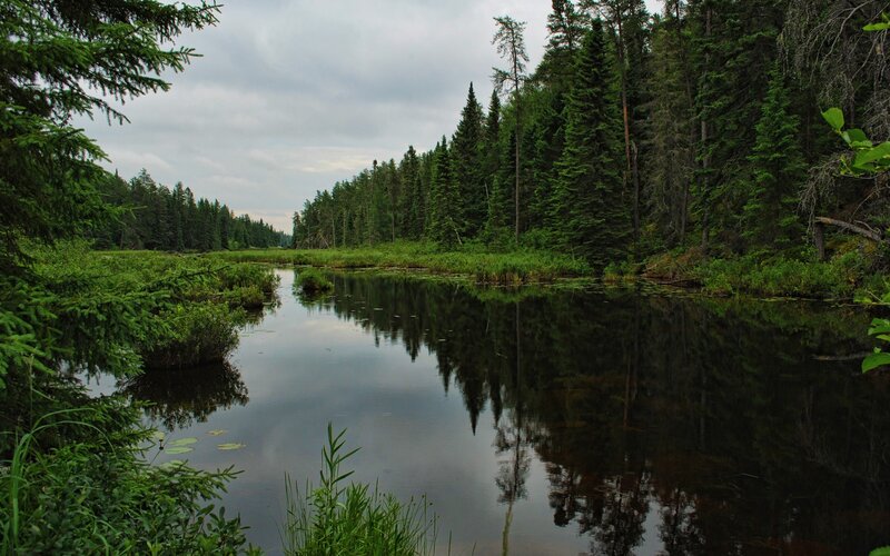 Forest pond with tree reflections