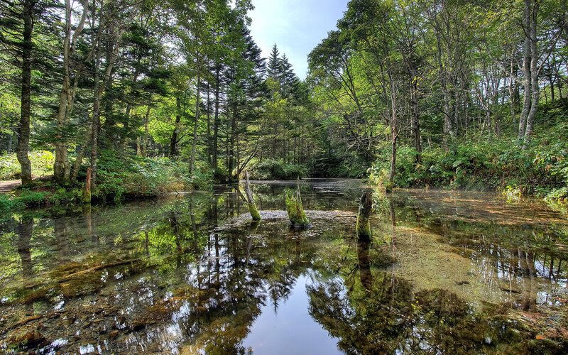 Forest Pond with Tree Stumps