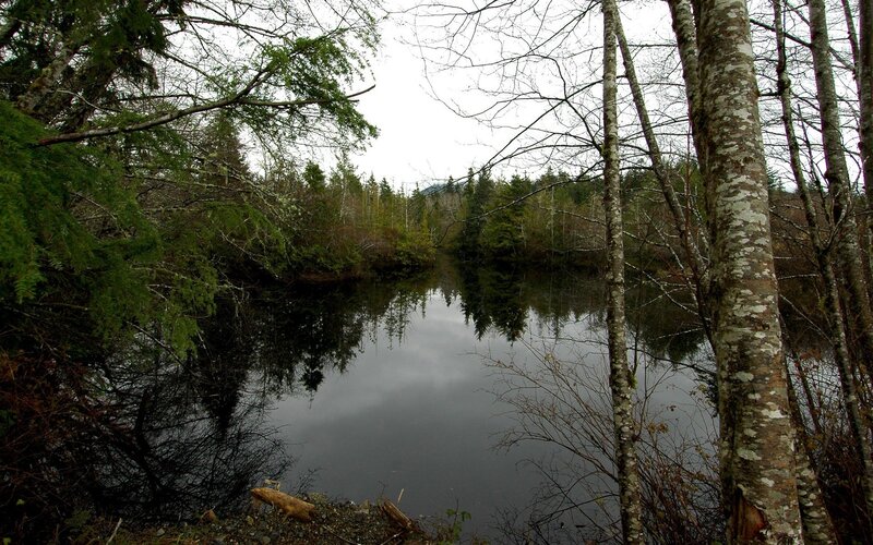 Forest Pond with Trees — Green, Calm