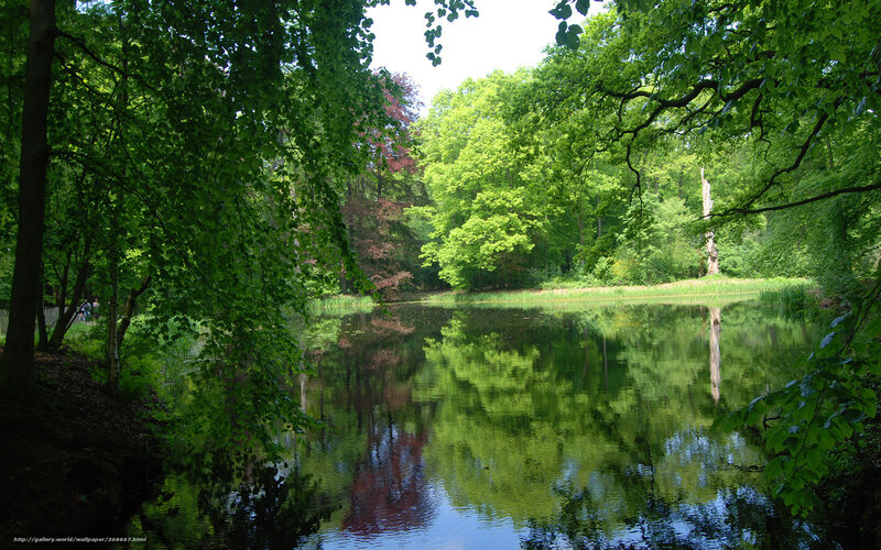 Forest Pond with Trees — Green, Serene, Afternoon, Photograph, Reflection