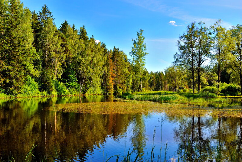 Forest Pond with Trees — Green, Serene, Afternoon