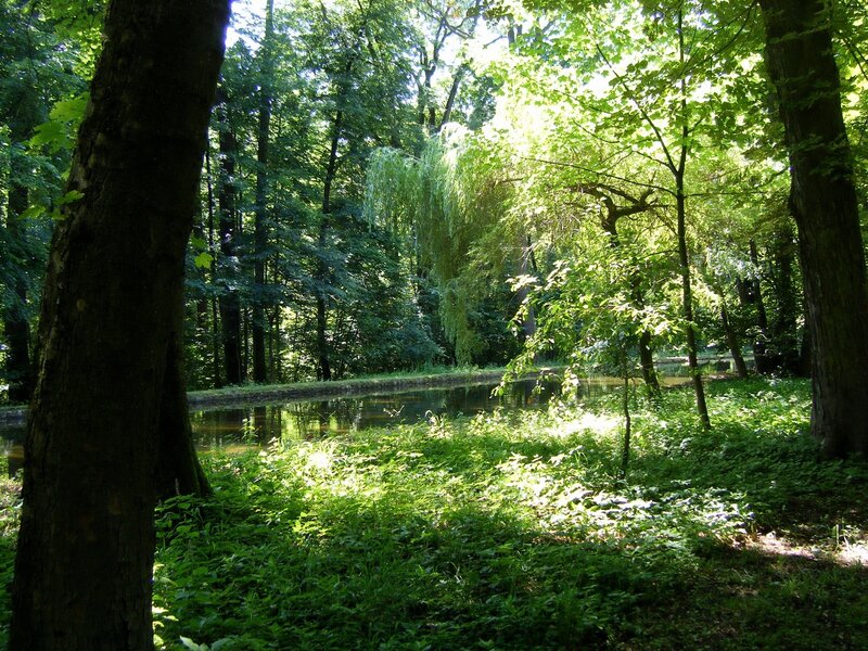Forest Pond with Trees — Green, Serene