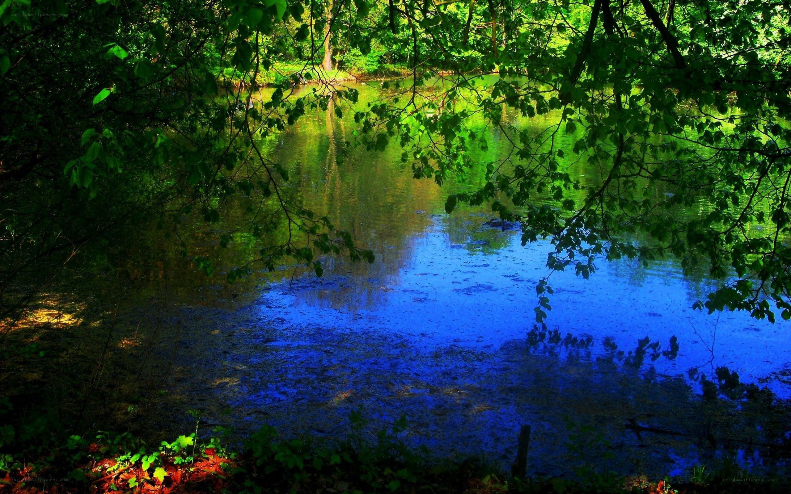 Forest pond with vibrant colors