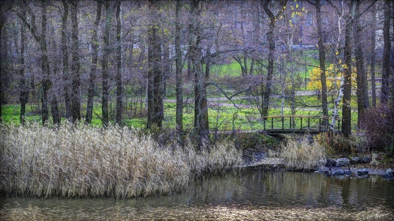 Forest pond with wooden bridge