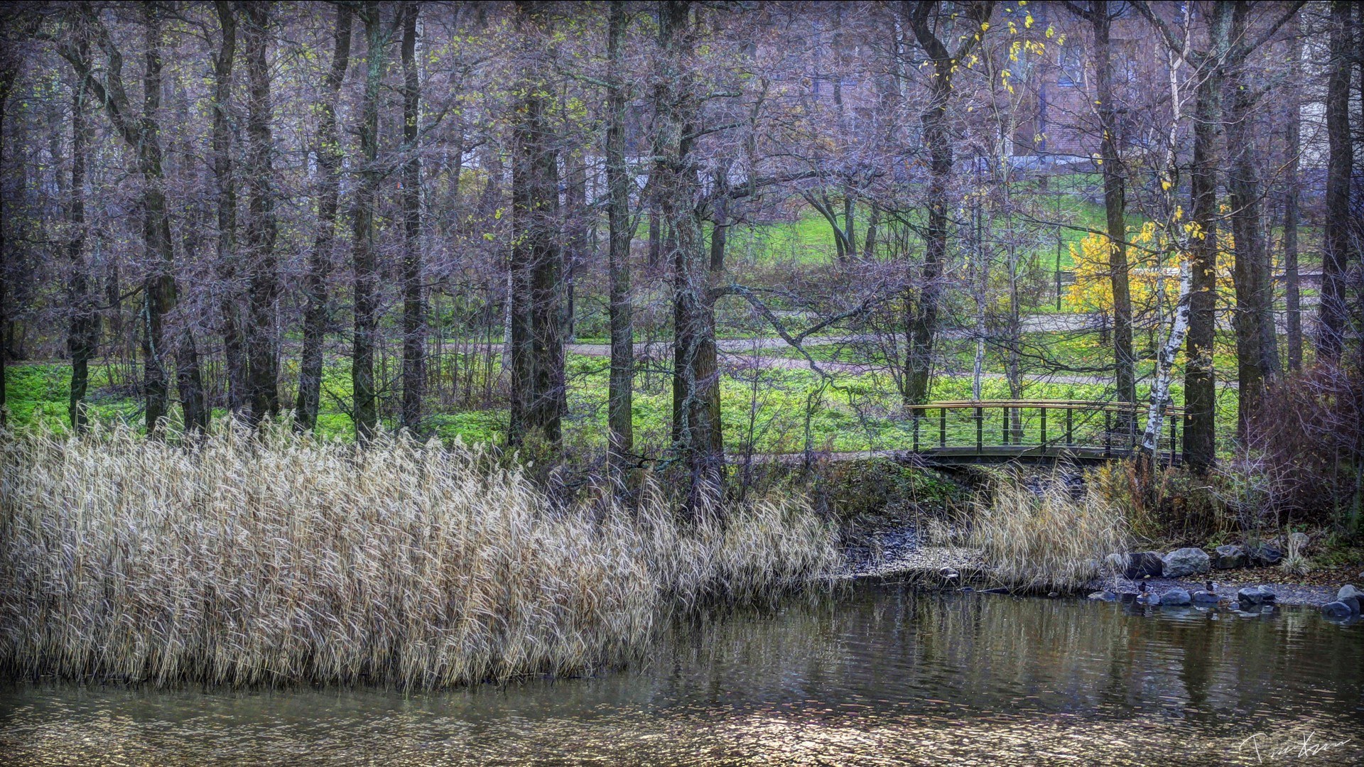 Forest pond with wooden bridge