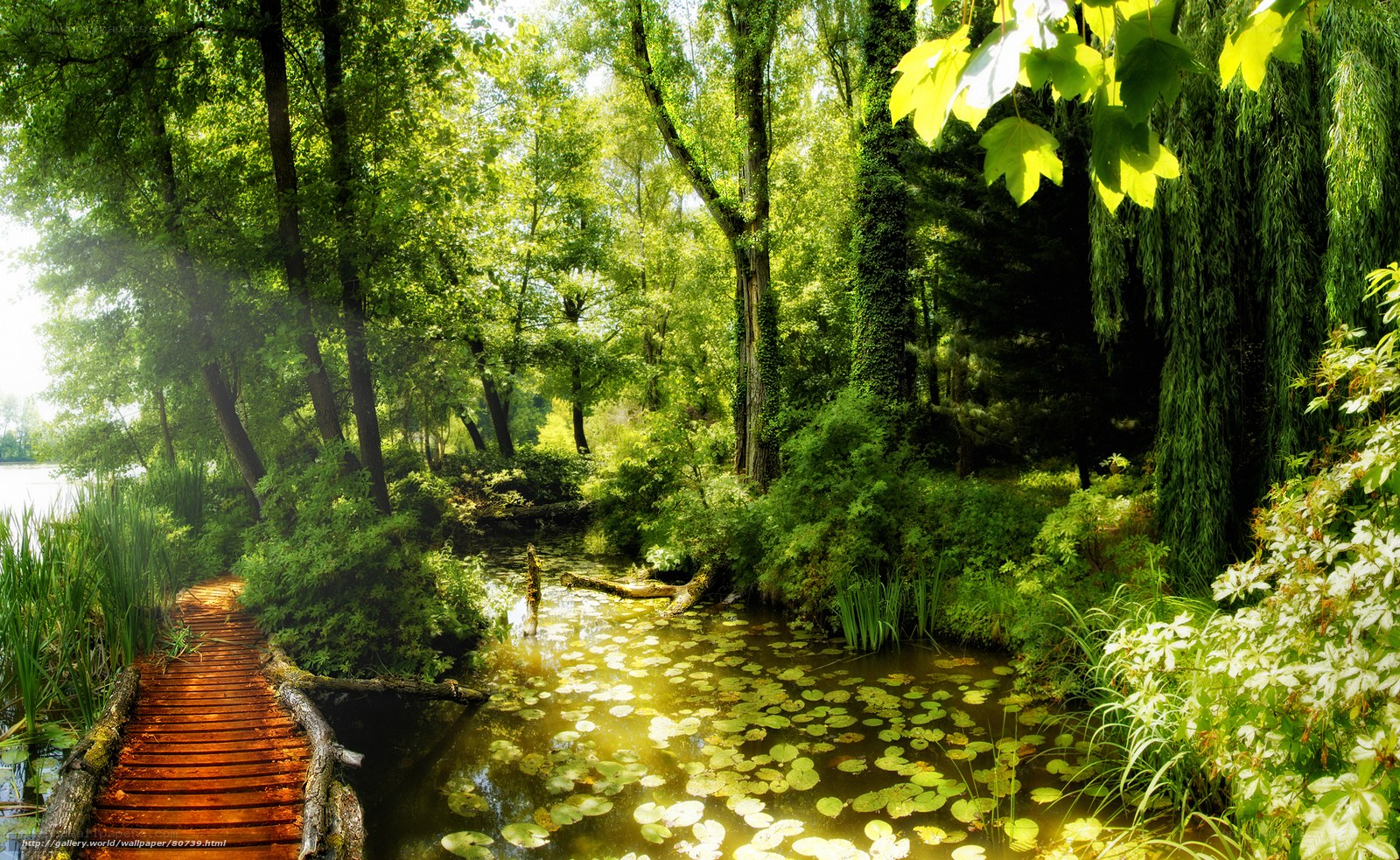 Forest pond with wooden path
