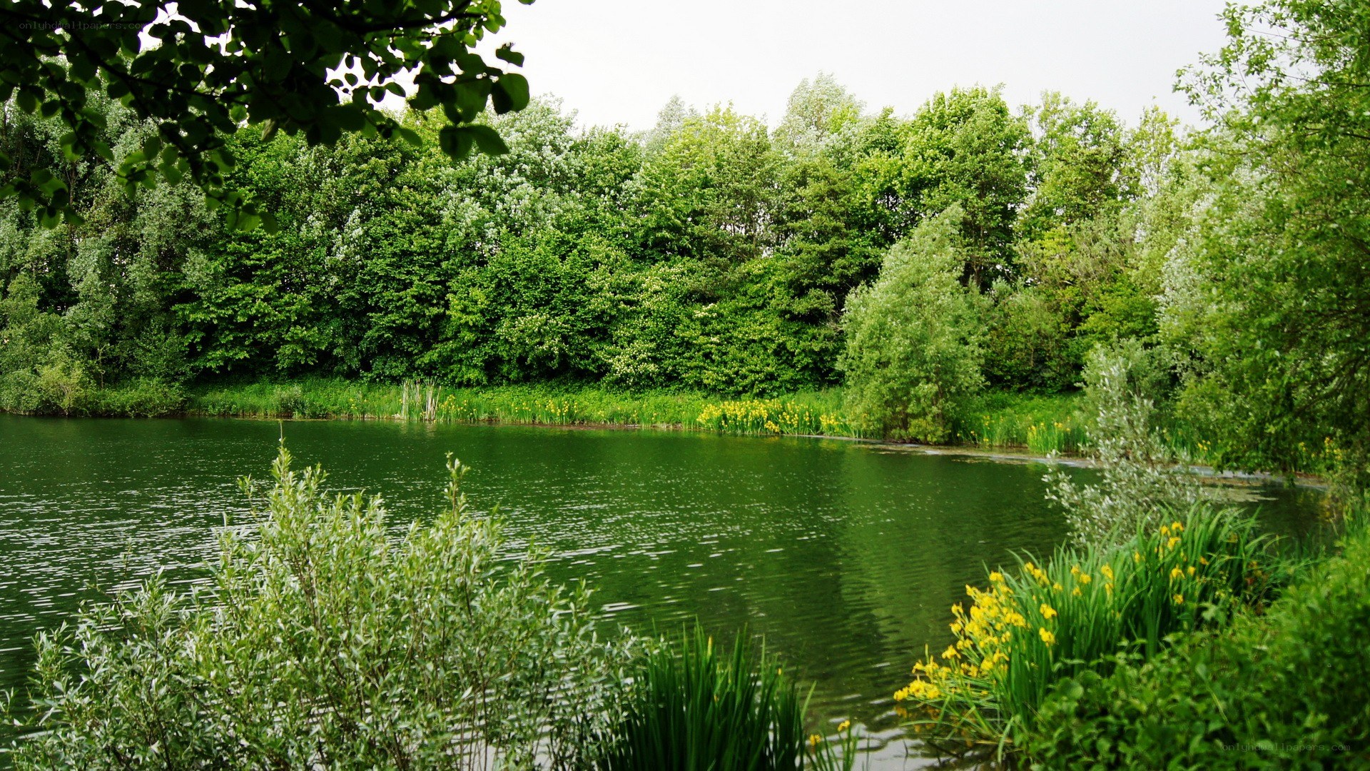 Forest pond with yellow flowers