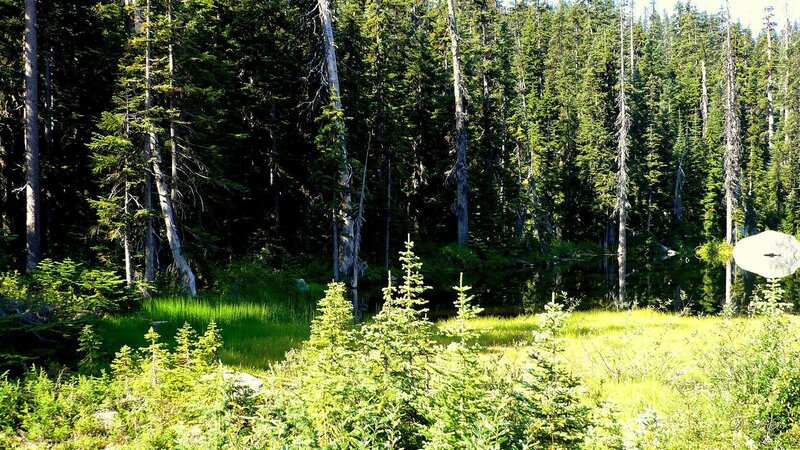 Forest pond with young trees