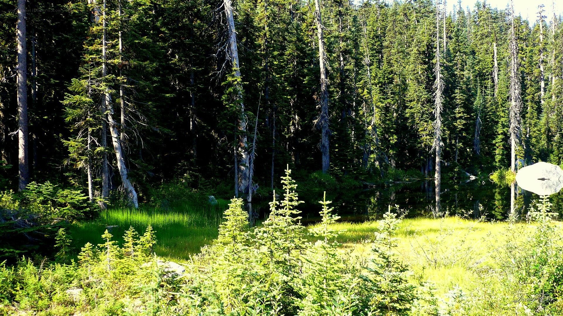 Forest pond with young trees