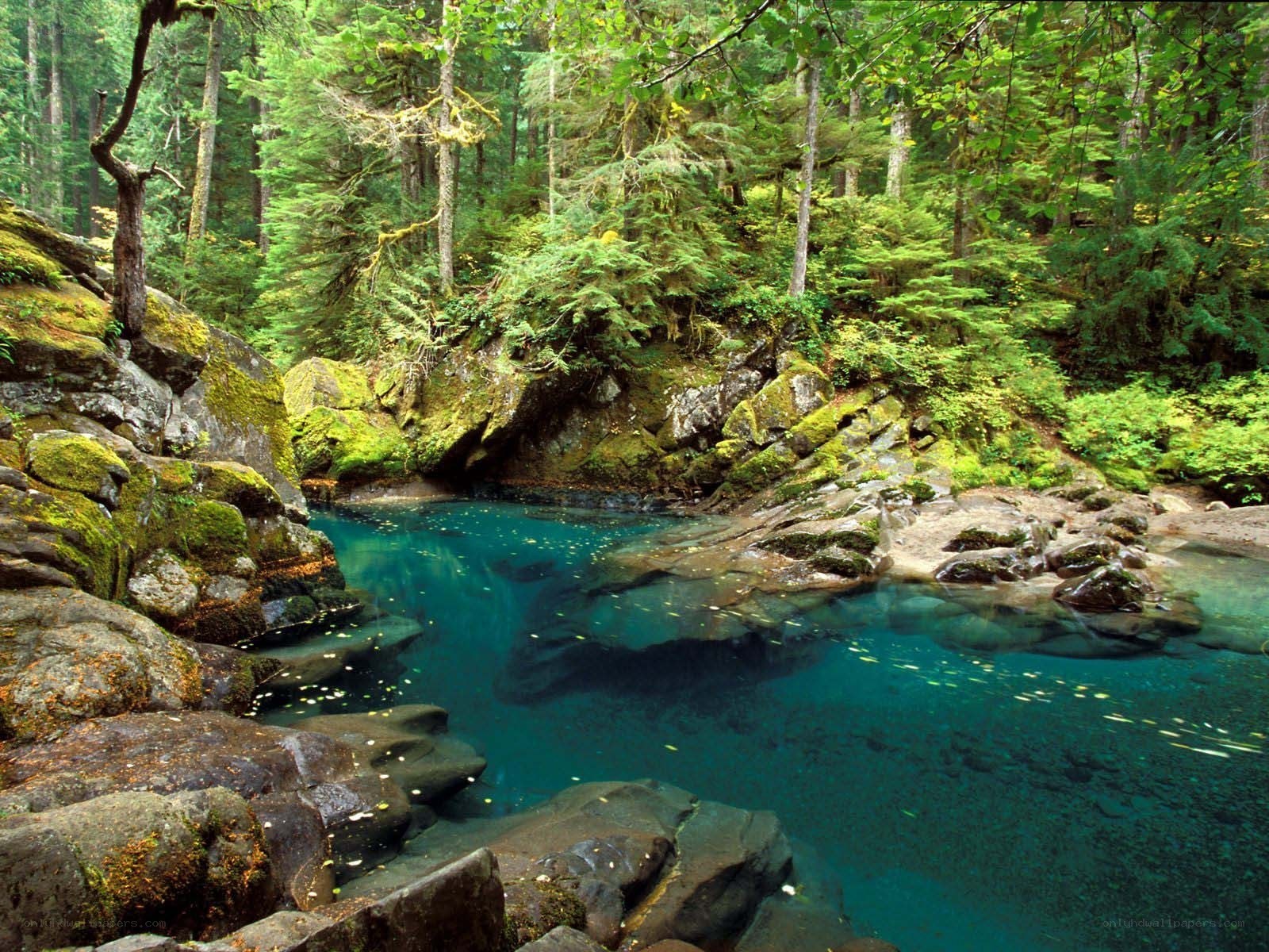 Forest pool with clear blue water