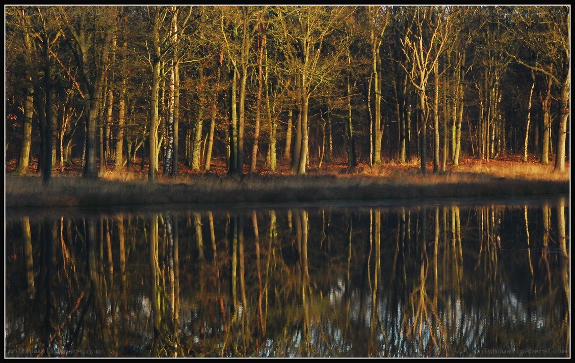 Forest reflected in a calm lake