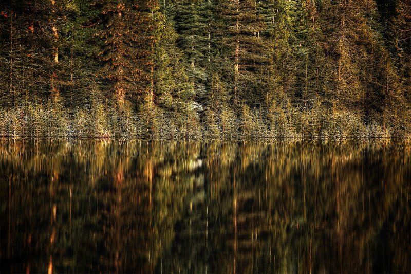 Forest reflected in calm lake