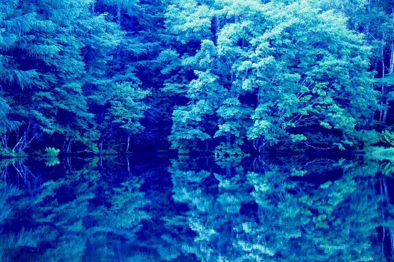 Forest Reflected in Lake — Blue, Serene, Photograph