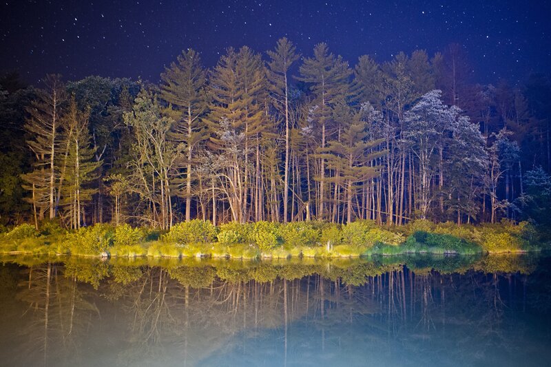Forest Reflected in Lake — Blue, Serene
