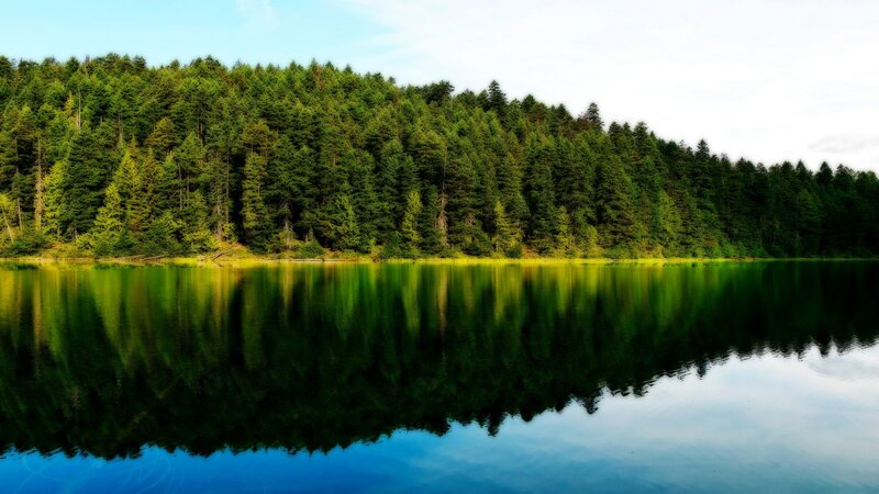 Forest Reflected in Lake — Green, Serene, Afternoon