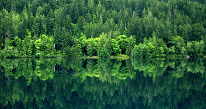 Forest Reflected in Lake — Green, Serene, Photograph