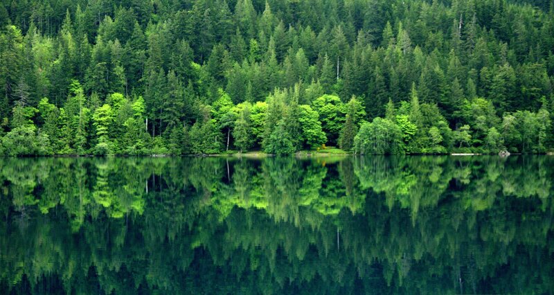 Forest Reflected in Lake — Green, Serene, Photograph, Trees, Reflection