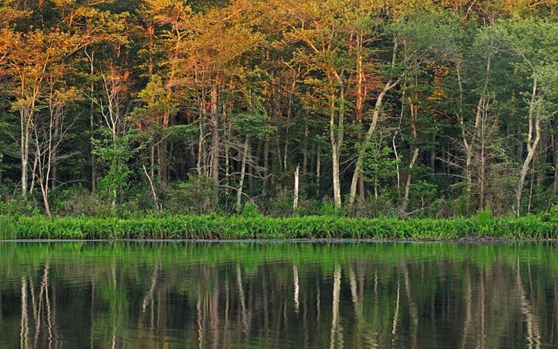 Forest Reflected in Lake — Green, Serene, Sunset, Photograph, Trees, Reflection