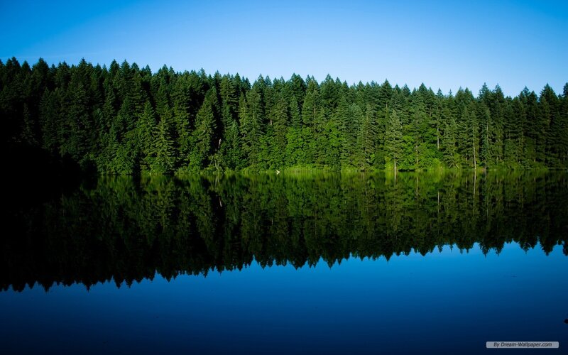 Forest Reflected in Lake — Green, Serene