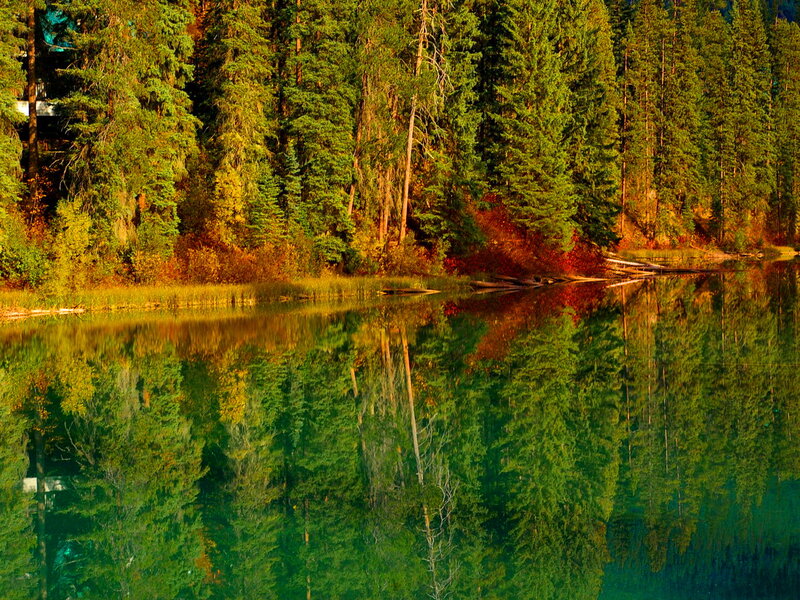Forest Reflected in Lake — Green