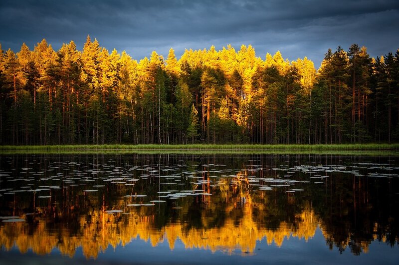 Forest Reflected in Lake — Yellow, Dramatic