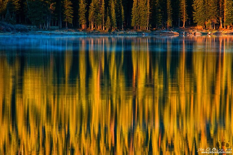 Forest Reflected in Lake — Yellow
