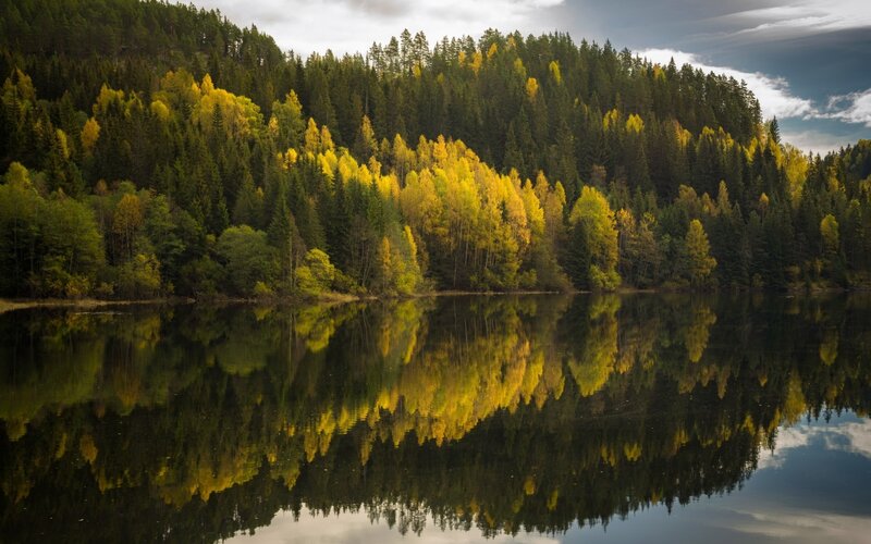 Forest Reflecting in Lake